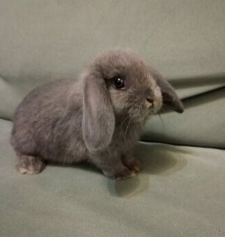 Zakrslý beránek králíček