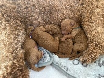 🐩 Královský pudl – štěňátka s PP FCI, červeno-plavá,3 fenky