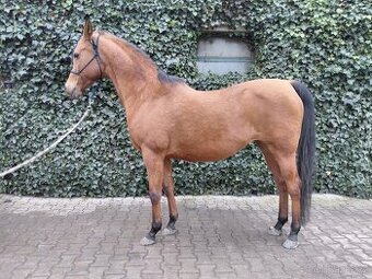 Arabská plnokrevná klisna import Belgie