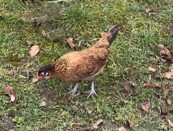 Zakrslé slepičky a kohouti