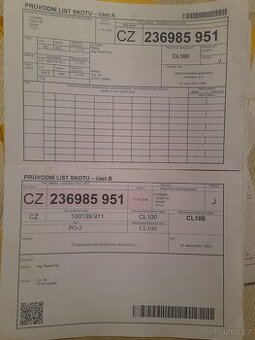 Jalovice -Česká  červinka