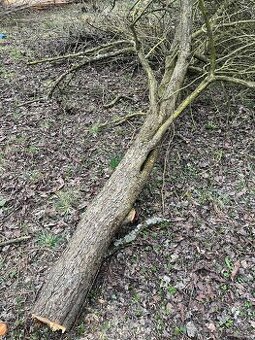 Pokácené dřevo ovocných stromů