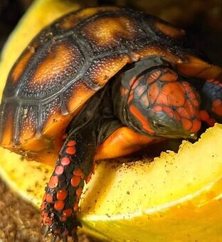 Želva uhlířská-Geochelone carbonaria ( cherry head )