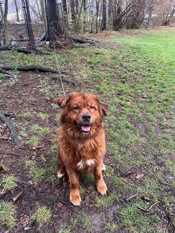 Kříženec zlatého retrívra, 7 let. Spěchá