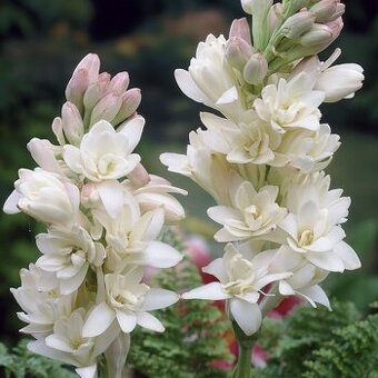 Polianthes Tuberosa-Bělokvět