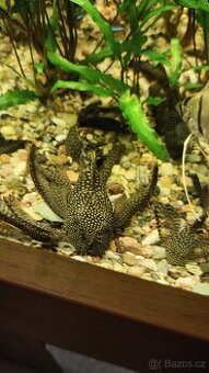 Ancistrus long fin