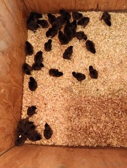 Kuřata Ayam cemani