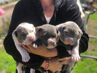 American bull XL