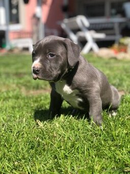 American bull XL