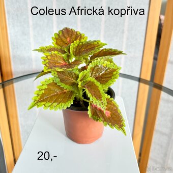 Když chcete vypěstovat svou rostlinku od malička