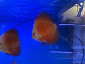 Terčovec Discus