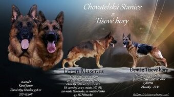 německý ovčák štěňata s PP