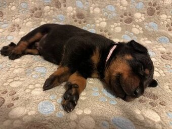 Štěňátka plemena Beauceron (Berger de Beauce) - 1