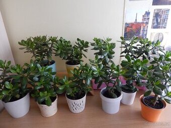 Tlustice pokojová rostlina (Crassula ovata)