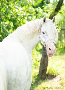Výjimečný pony valach kat. A, 7let