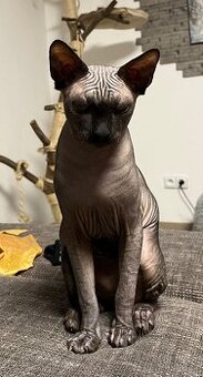Kanadský sphynx