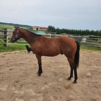 Roční hřebec Paint horse