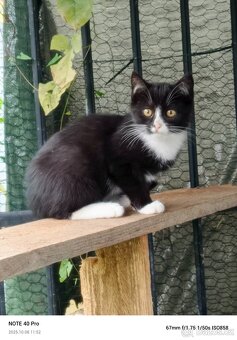 Koťátko kříženec Mainská mývalí