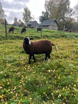 Ovečky  Zwartbles