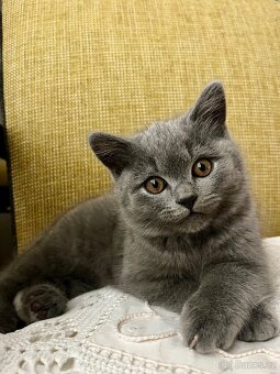 Britská modrá koťátka