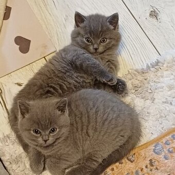 Britská modrákoťátka