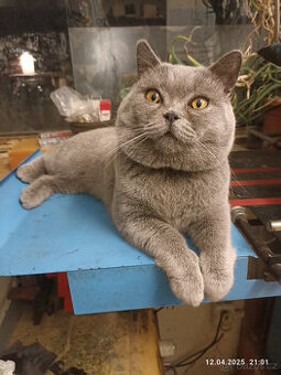 Britský modrý kocour ke krytí