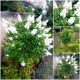 Ligustrum, Ptačí zob, stromky, keře