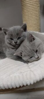 BRITSKÝ MODRÝ KOCOUREK - POSLEDNÍ