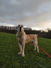 Středoasiat ke krytí