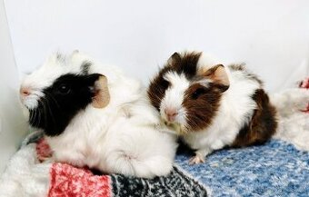 Morče, Morčata, Morčátko, Morčátka - GIGI A GINA