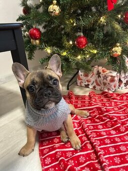 Francouzský buldoček