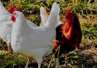 Slepice před snáškou / kuřice