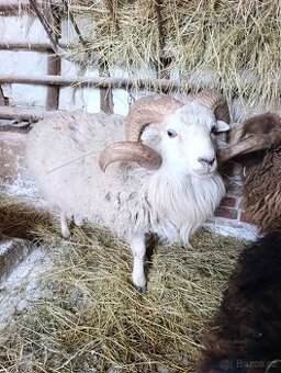 Ouesantská / quessntská ovce