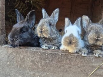 Králík do chovu /na maso