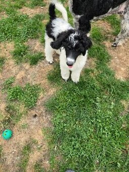 Pudl královský  harlekyn