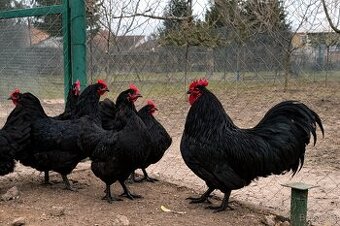 Kuřata Australka velká černá