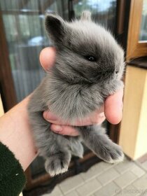 Zakrslý králík modrý (sameček) 9 týdnů