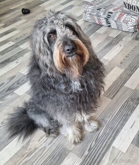 Bordoodle krytí (labradoodle,goldendoodle,pudl,kolie