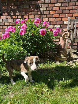 Whippet/vipet štěňátka s PP - 1