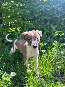 Whippet/vipet štěňátka s PP