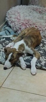 Whippet/vipet štěňátka s PP