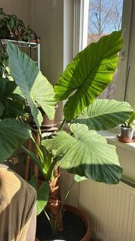 Alocasia Macrorrhiza (sloní ucho) - obří rostlina - 1