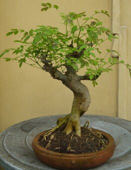 Fraxinus exelsior- jasan - 45 let