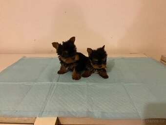 Yorkshire terrier , York, Jorkšír,Yorkshir