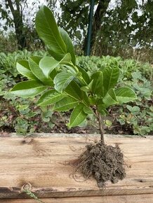 Bobkovišen.,bobkovišně, novita, okrasnej plot, dvouletá - 1