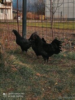 Ayam cemani NV