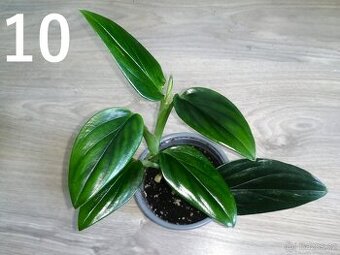 Monstera standleyana
