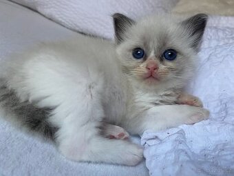 Ragdoll kotě s pp