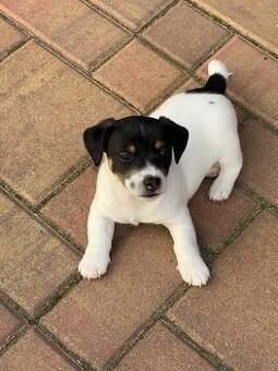 Jack Russell teriér