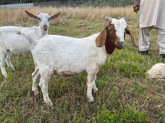 Na prodej – Zdraví kozlové (Boer kříženci) 🐐